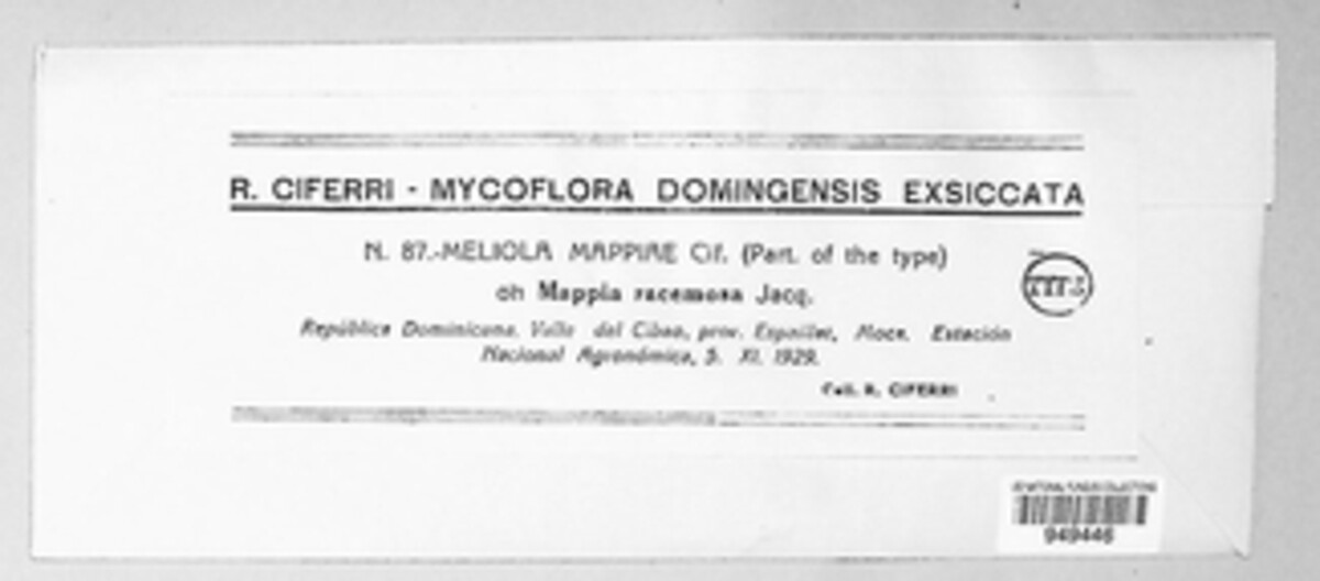 Meliola mappiae image